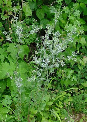 Blue Eryngo Blue Eryngo