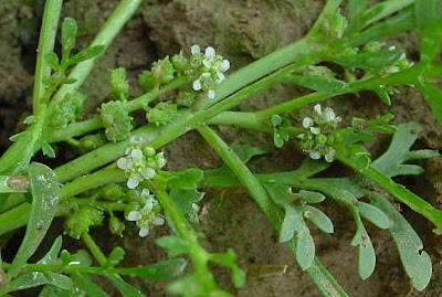 Creeping wartcress Creeping wartcress