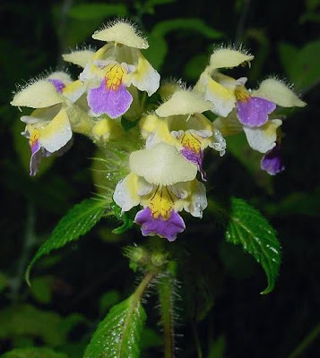 Galeopsis speciosa Miller