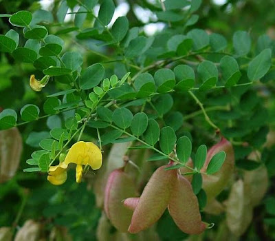 Bladder-senna Bladder-senna