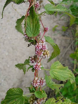 Cuscuta europea Cuscuta europea