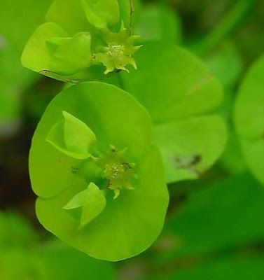 Euphorbia amygdaloides L.