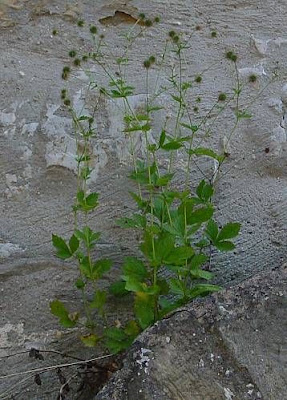 Bennet's-root Bennet's-root