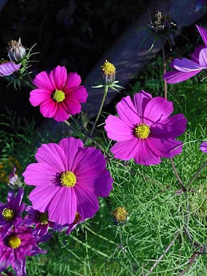 Fiederbl�ttrige Schmuckblume