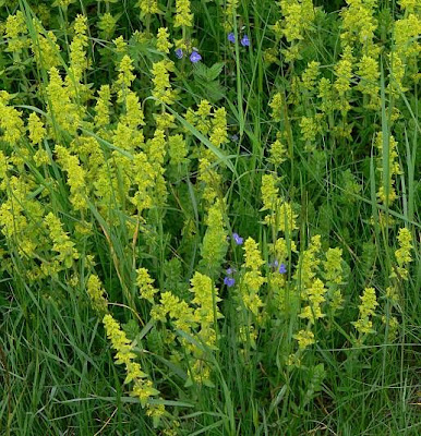 Crosswort Crosswort