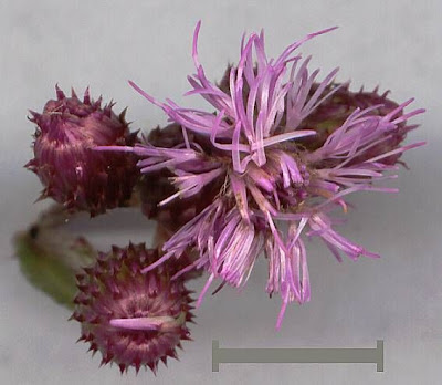 Acker-Distel