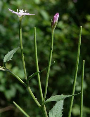 Broad Leaved Willowherb Broad Leaved Willowherb