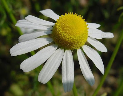 Camomila Camomila
