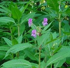 Balsamina ghiandolosa Balsamina ghiandolosa