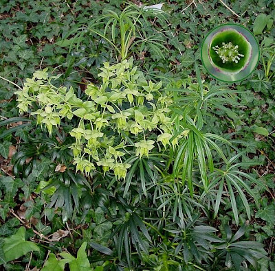 Helleborus foetidus L.