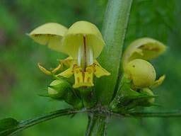 Yellow archangel Yellow archangel