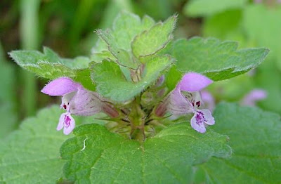 Lamium purpureum L.