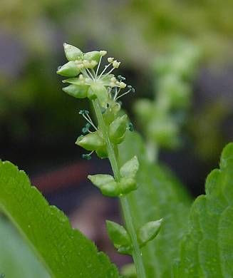 Dog's mercury Dog's mercury