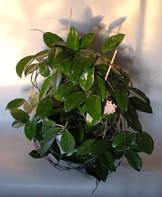 Honeyplant Honeyplant