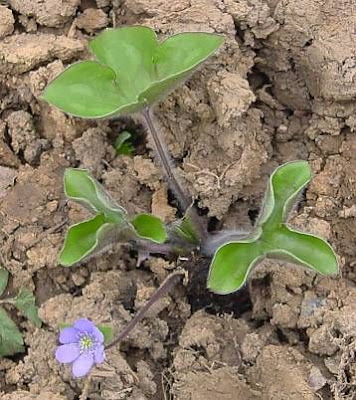 Hepatica nobilis Miller