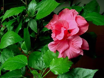Chinese hibiscus Chinese hibiscus