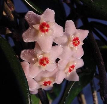 Honeyplant Honeyplant