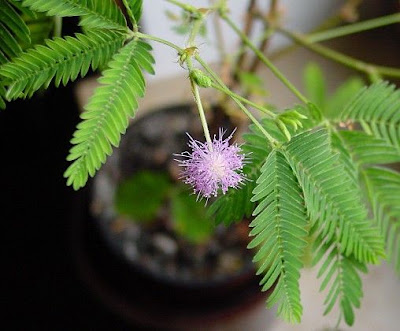 Shameplant Shameplant
