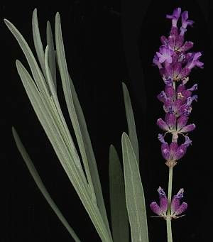 Lavandula angustifolia Miller