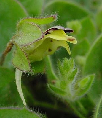Kickxia spuria,
Cencio molle,
Cencio molle a foglia intera,
falsa-ver&oacute;nica,
linaire b&acirc;tarde,
Round Leaved Fluellen,
roundleaf cancerwort,
Unechtes T&auml;nnelkraut