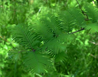 Dawn redwood Dawn redwood