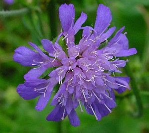 Knautia dipsacifolia,
Ambretta occidentale,
Wood Scabious