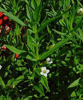 Gratiola,
hedge hyssop,
Hedge Nettle,
hedgehyssop