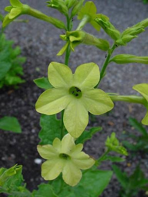 Jasmine tobacco