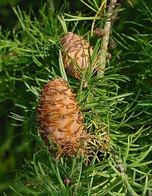 Common Larch Common Larch