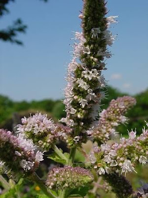 Mentha suaveolens Ehrh.
