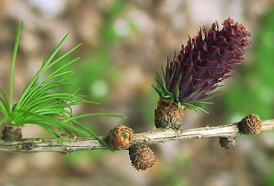 Common Larch Common Larch