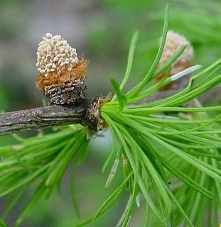 Common Larch Common Larch