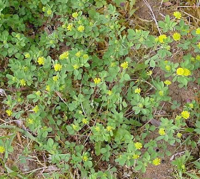 Erba medica lupulina