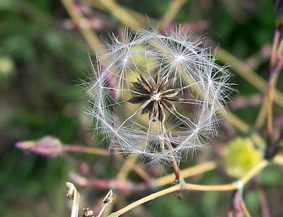 Lactuca serriola,
alface-brava-menor,
alface-de-espinho,
alface-silvestre,
China lettuce,
Erba Bussola,
escarola,
laitue sauvage,
laitue scarole,
Lattona,
Lattuga selvatica,
lechuga espinaca,
lechuga silvestre,
prickly lettuce