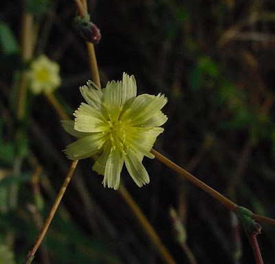Lactuca serriola,
alface-brava-menor,
alface-de-espinho,
alface-silvestre,
China lettuce,
Erba Bussola,
escarola,
laitue sauvage,
laitue scarole,
Lattona,
Lattuga selvatica,
lechuga espinaca,
lechuga silvestre,
prickly lettuce