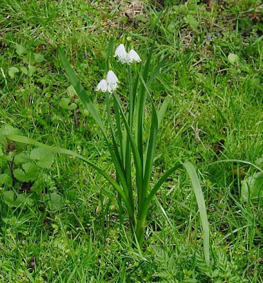 Leucojum aestivum L.