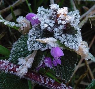 Lamium purpureum L.