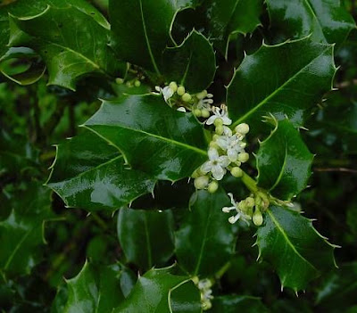 Ilex aquifolium,
Agrifoglio,
English holly