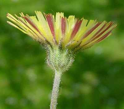 Mouse-ear hawkweed Mouse-ear hawkweed