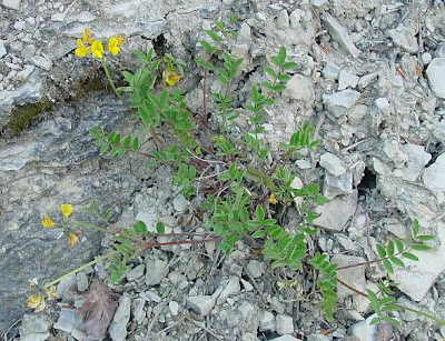 Horseshoe-vetch