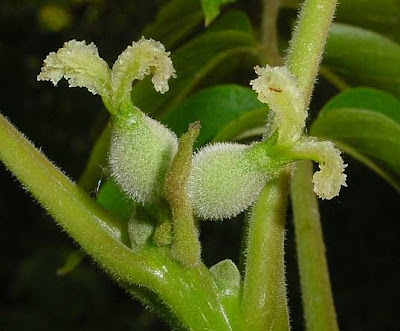 Juglans regia,
Carpathian walnut,
echte Walnu&szlig;,
English walnut,
hu tao,
Madeira walnut,
Noce comune,
nogal com&uacute;n,
nogal europeo,
nogal ingl&eacute;s,
nogueira-comum,
nogueira-europ&eacute;ia,
noyer commun,
Persian walnut,
Walnut
