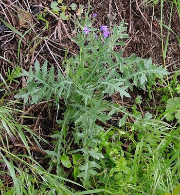 Lactuca perennis,
Blauer Lattich,
blue lettuce,
laitue perenne,
Lattuga rupestre,
lechuga azul,
Mountain Lettuce