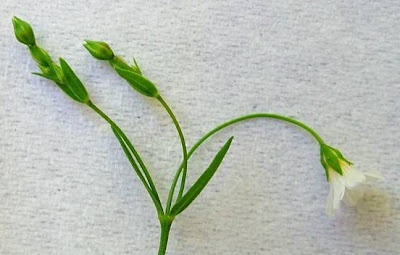 Fairy flax Fairy flax