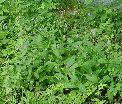 Knautia dipsacifolia,
Ambretta occidentale,
Wood Scabious