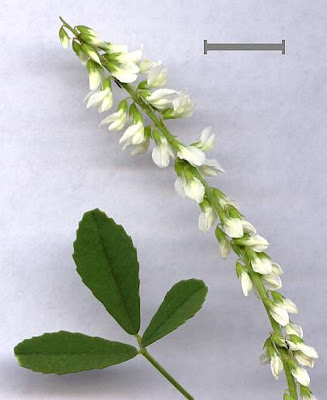 Honey-clover Honey-clover