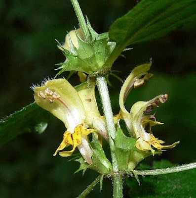 Yellow archangel Yellow archangel
