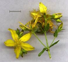 Common St. Johnswort Common St. Johnswort