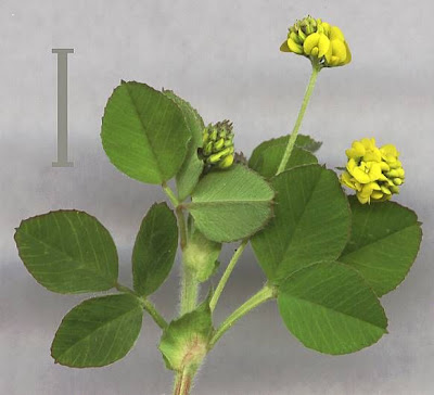 Erba medica lupulina