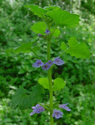 Glechoma hederacea L.