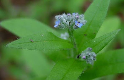 Early Forget Me Not